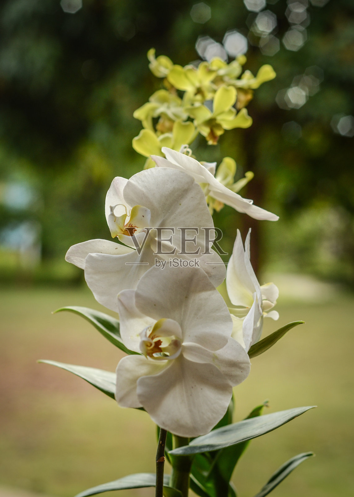 印度尼西亚兰花照片摄影图片