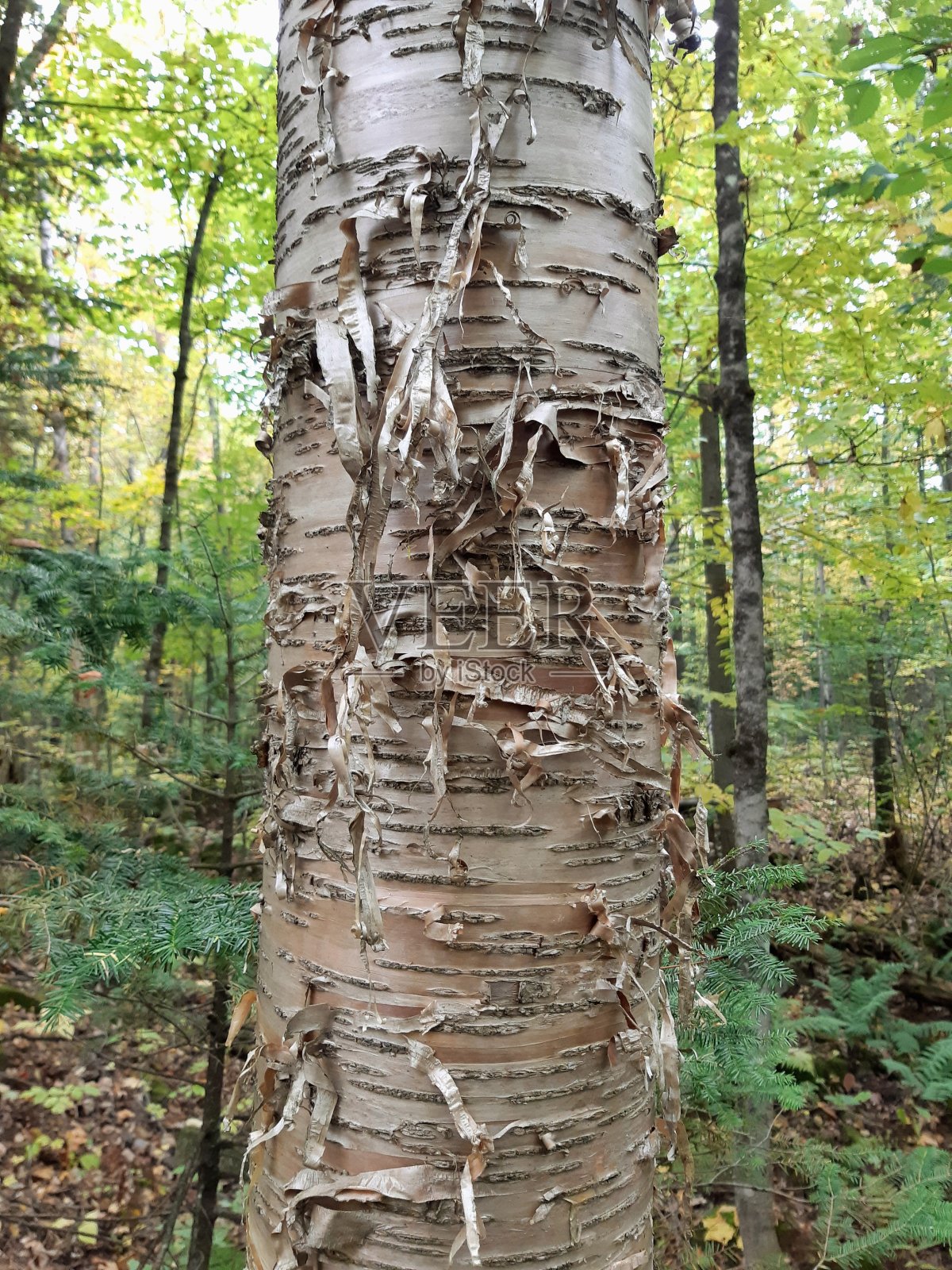 桦树黄色照片摄影图片