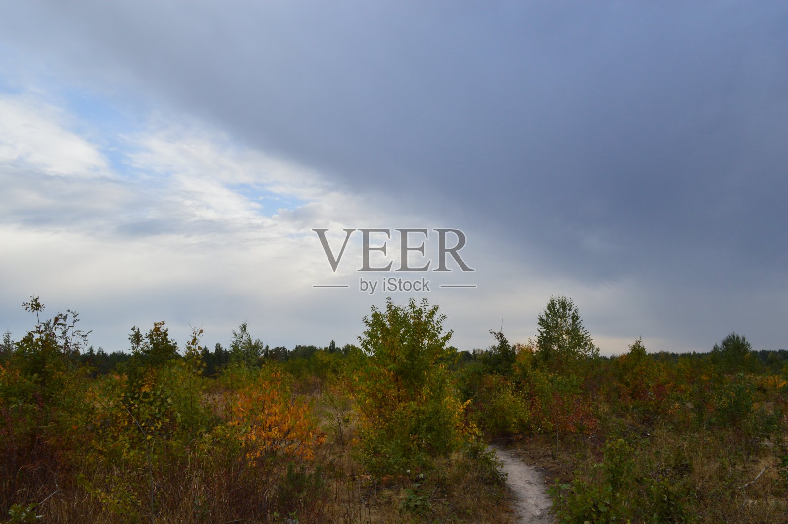 灌木丛和树木的秋天森林的颜色照片摄影图片