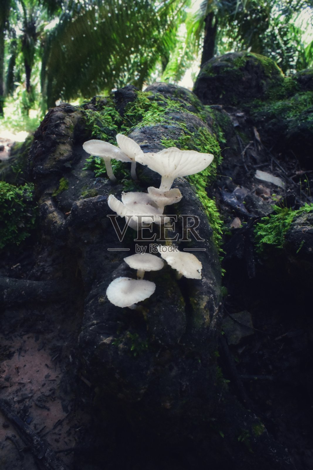 蘑菇照片摄影图片