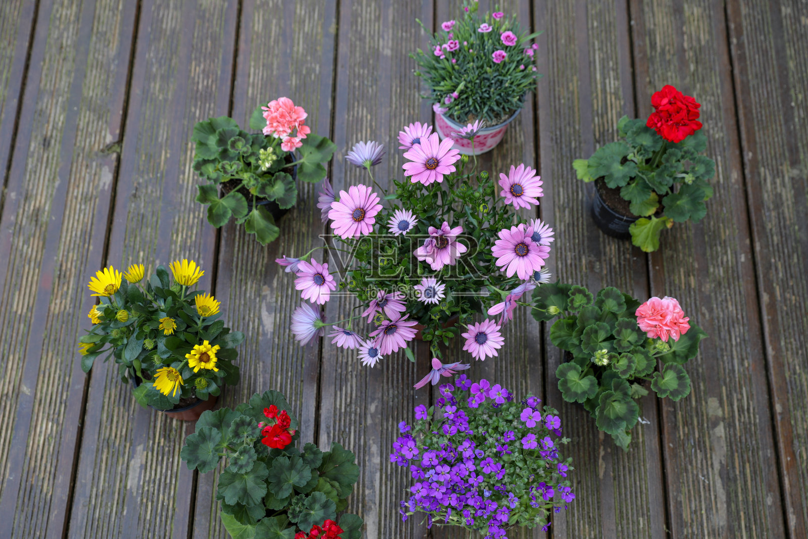 春天要种的花照片摄影图片
