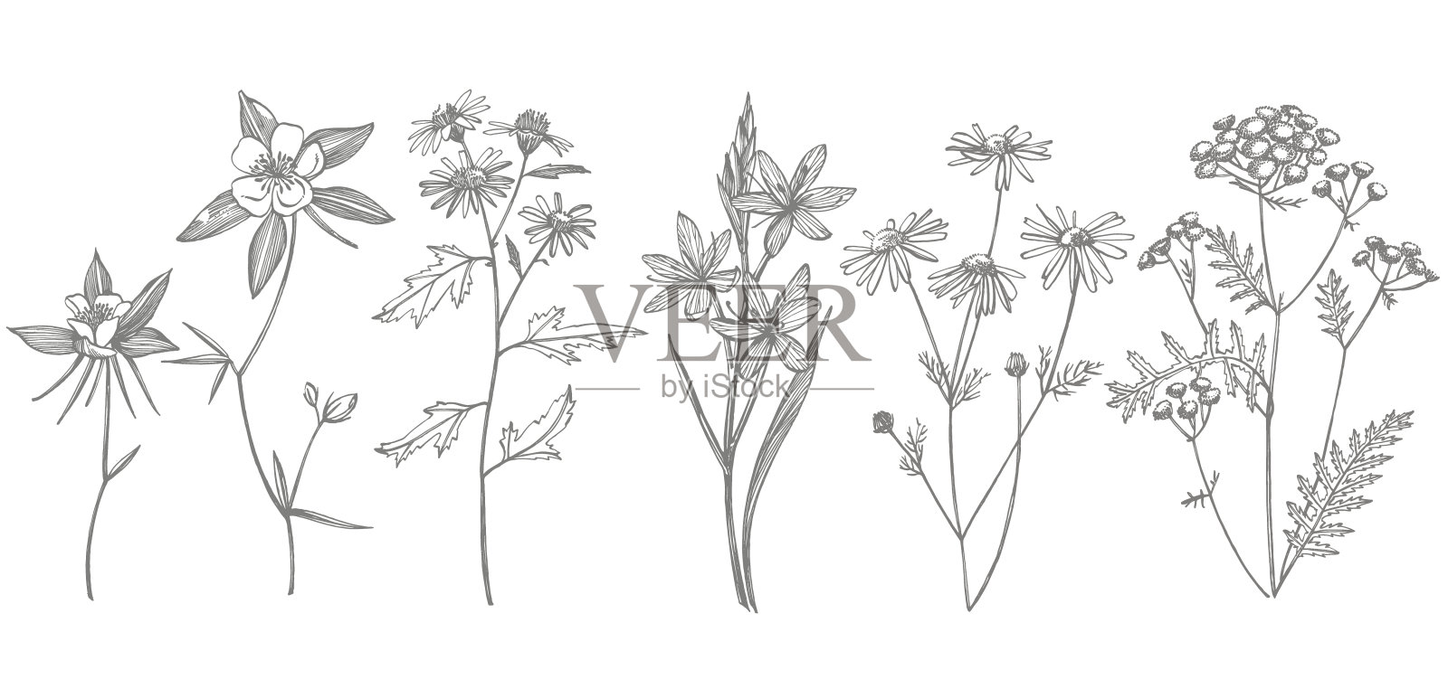 收集手绘花和香草。植物植物插图。古董药材素描一套墨汁手绘药材植物素描插画图片素材