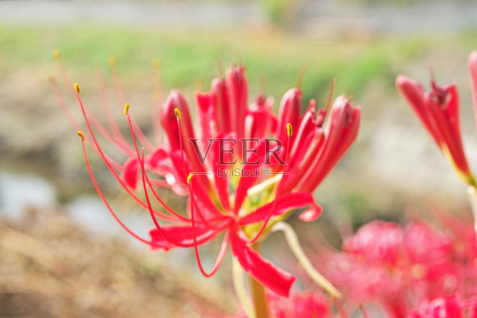 集群孤挺花照片摄影图片