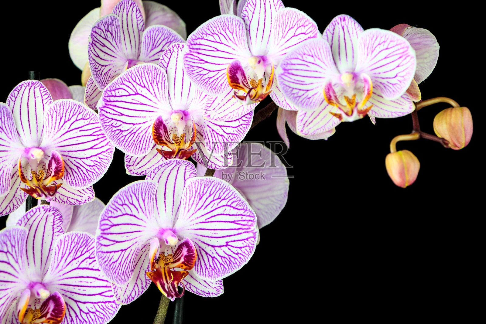 蝴蝶兰枝孤立于黑色照片摄影图片