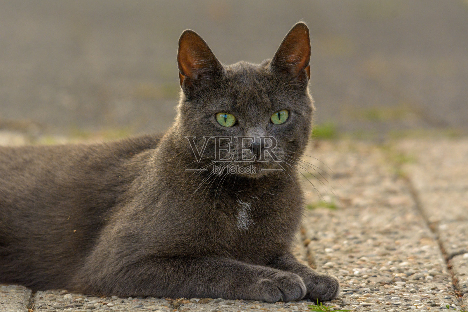 一只灰色的猫躺在人行道上照片摄影图片