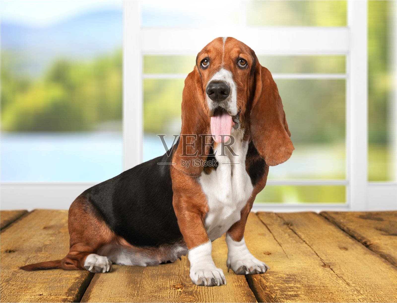 狗。照片摄影图片