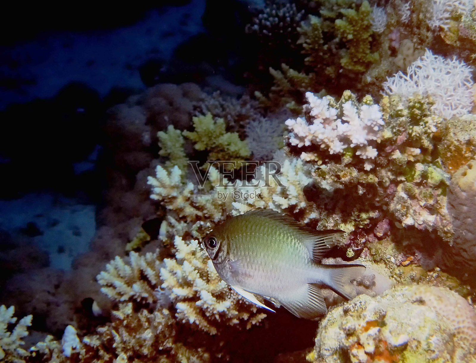 马尔代夫小热带鱼照片摄影图片