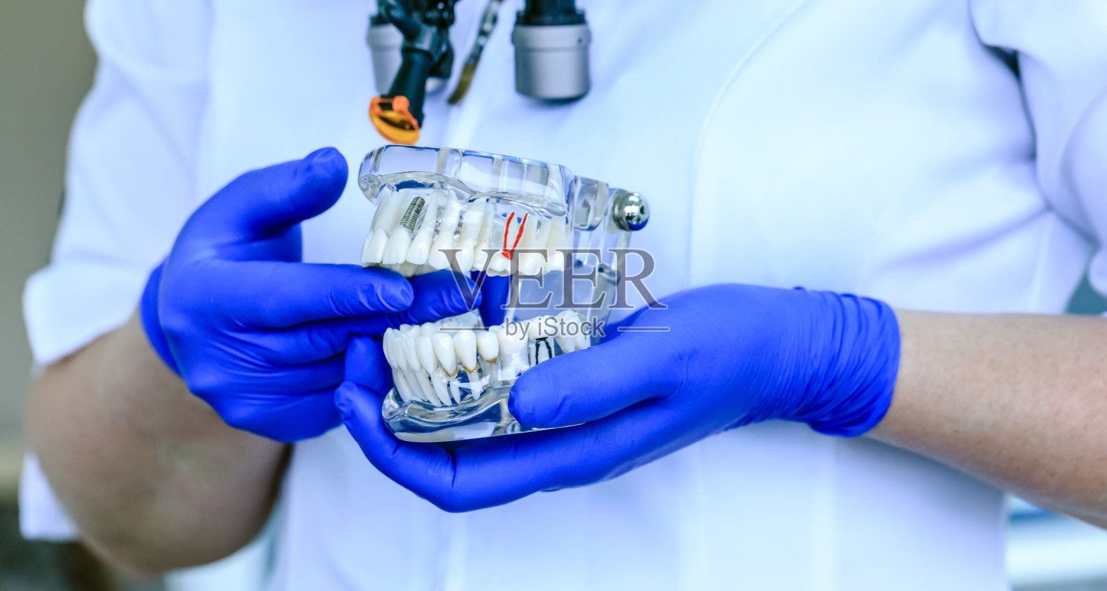 在牙科诊所里，真正的医生拿着一个牙齿模型。口腔护理与正畸治疗的临床实验室背景。牙齿修复的概念图片。假牙专家介绍颌在大学。照片摄影图片