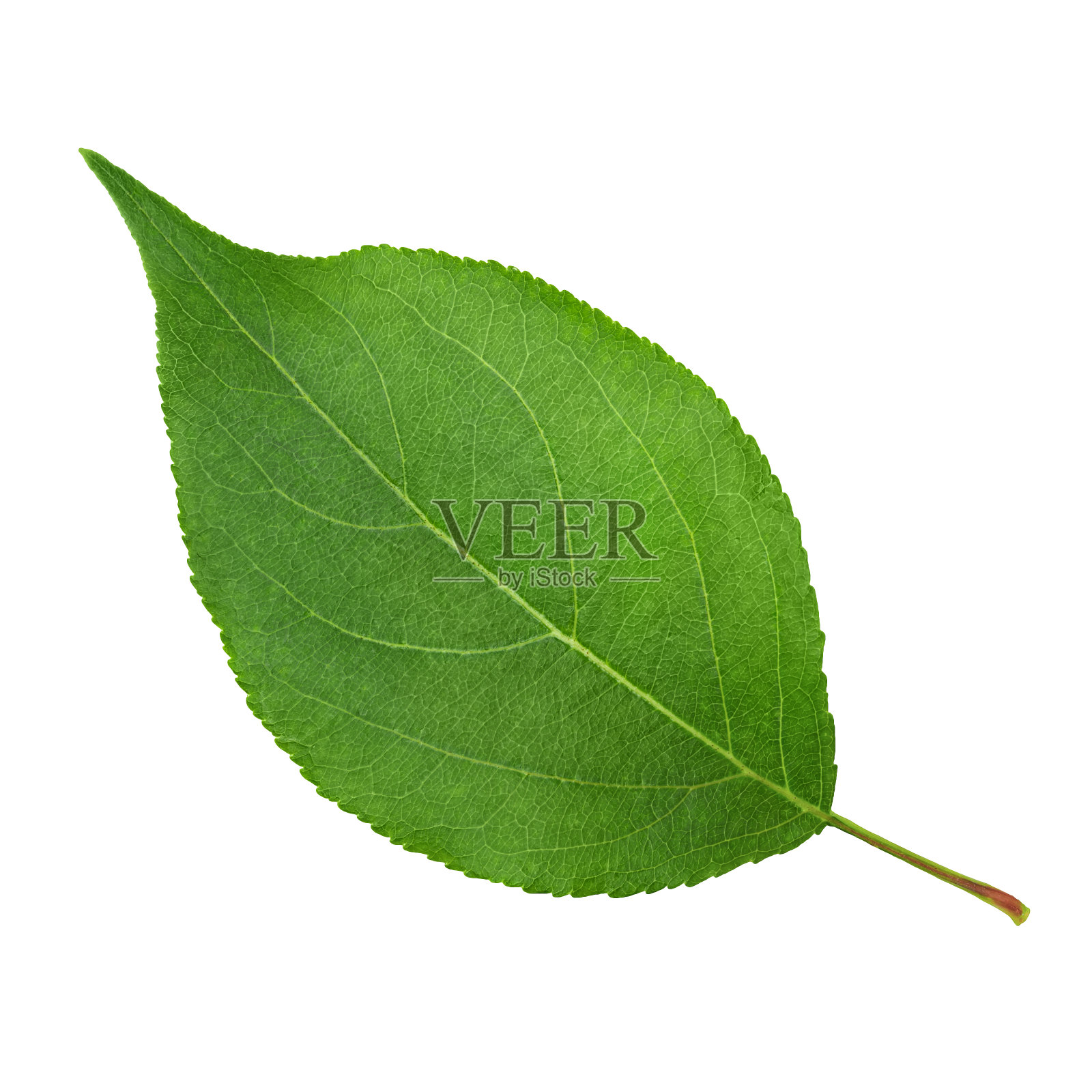 白色近景上孤立的樱桃绿叶照片摄影图片