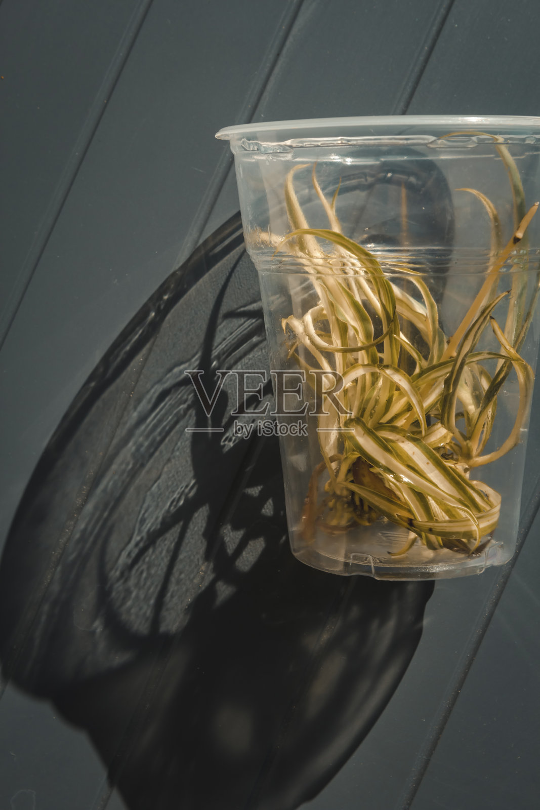 有根的植物生长在塑料杯里照片摄影图片