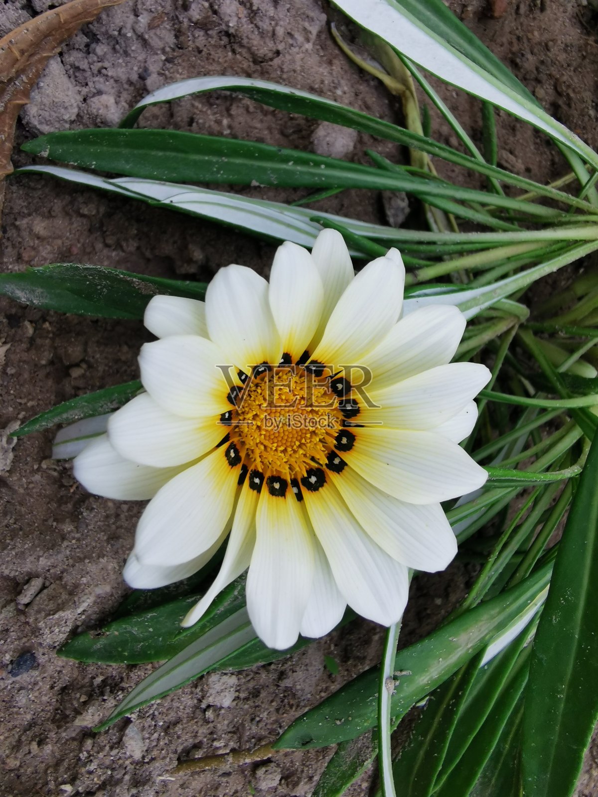 白色的花照片摄影图片