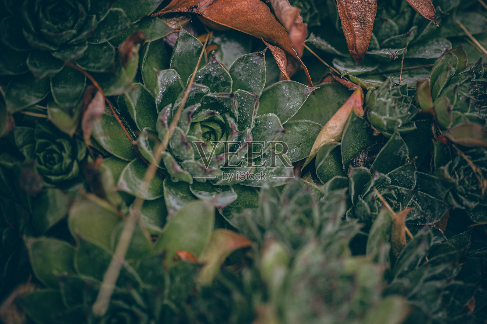 美丽的落叶，雨后的水滴。照片摄影图片