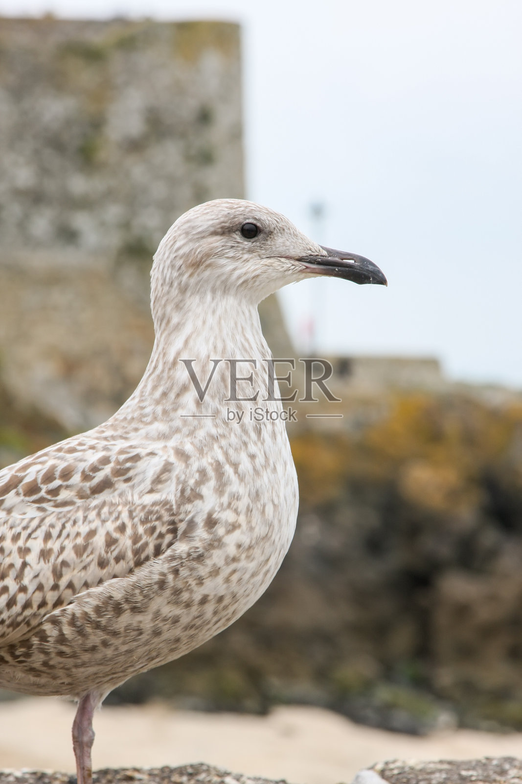 海鸥头细节背景照片摄影图片