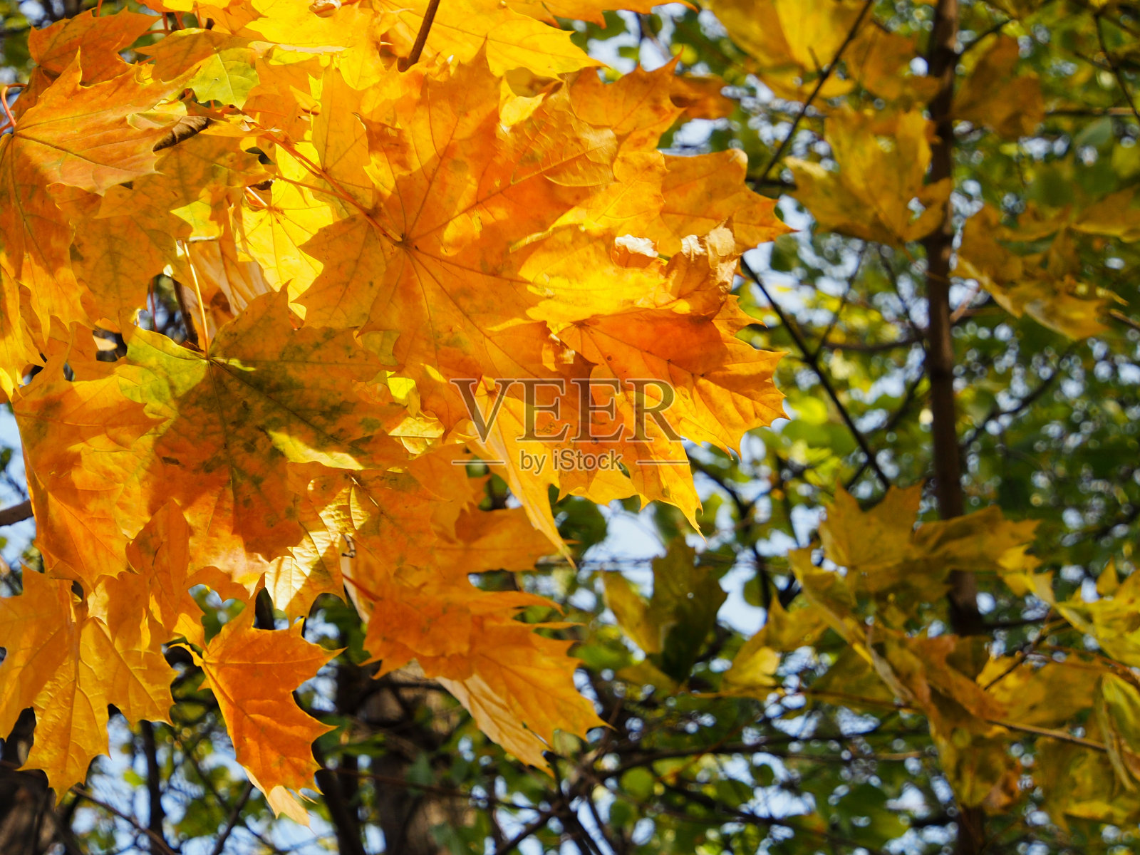 模糊的背景上的黄色枫叶，特写。照片摄影图片