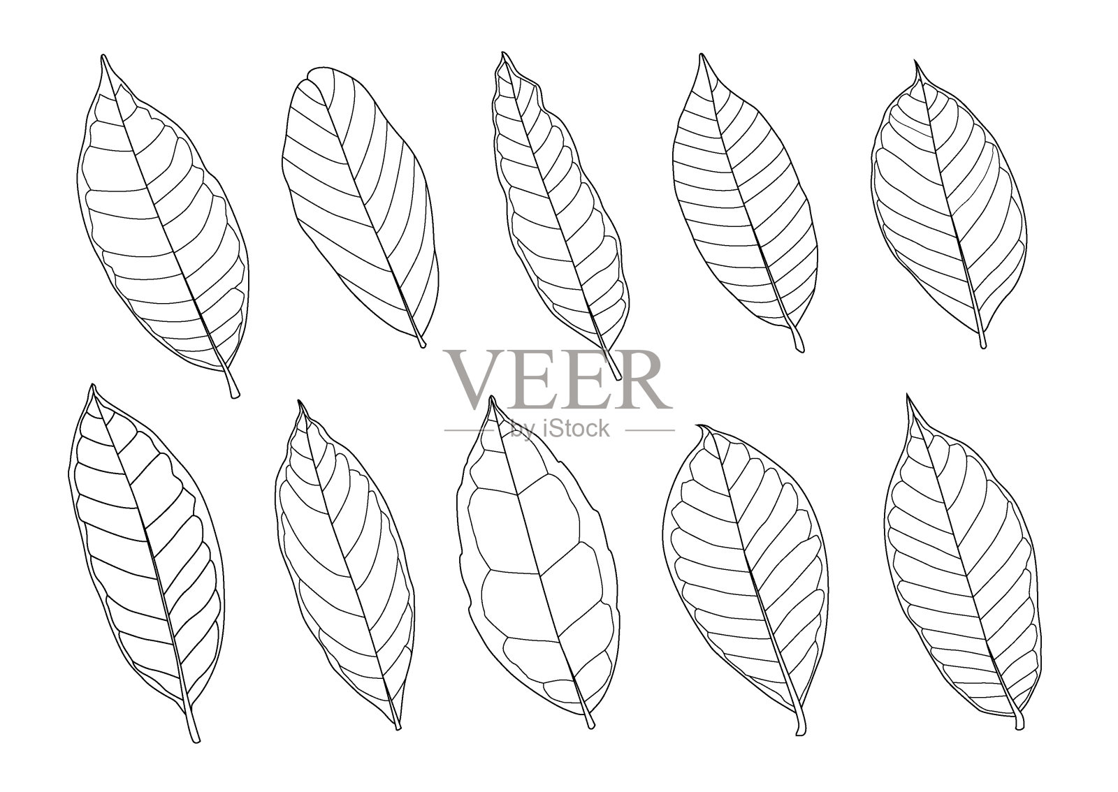 叶线单叶和叶图案黑色带彩色装饰在白色背景上的插图矢量插画图片素材