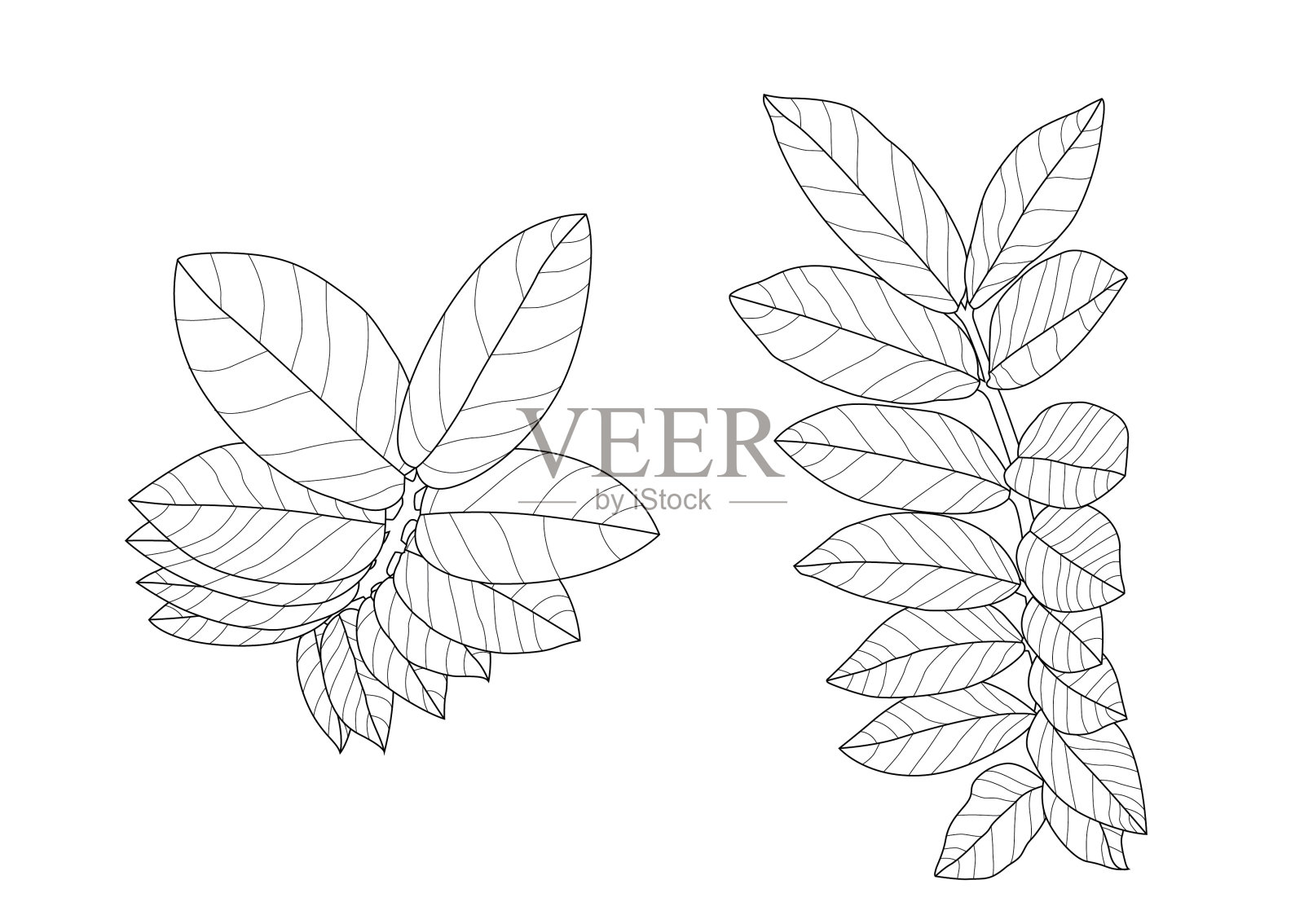 叶线单叶和叶图案黑色带彩色装饰在白色背景上的插图矢量插画图片素材
