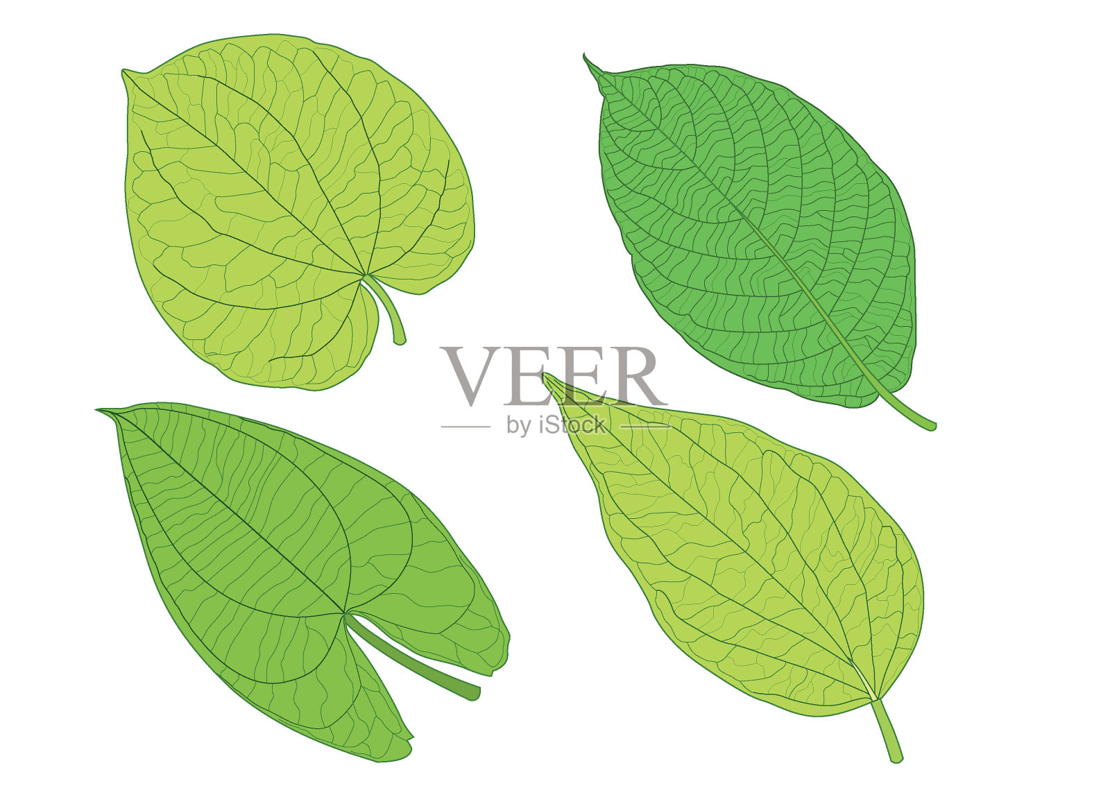 绿叶鲜抽象孤立在白色背景插图向量插画图片素材