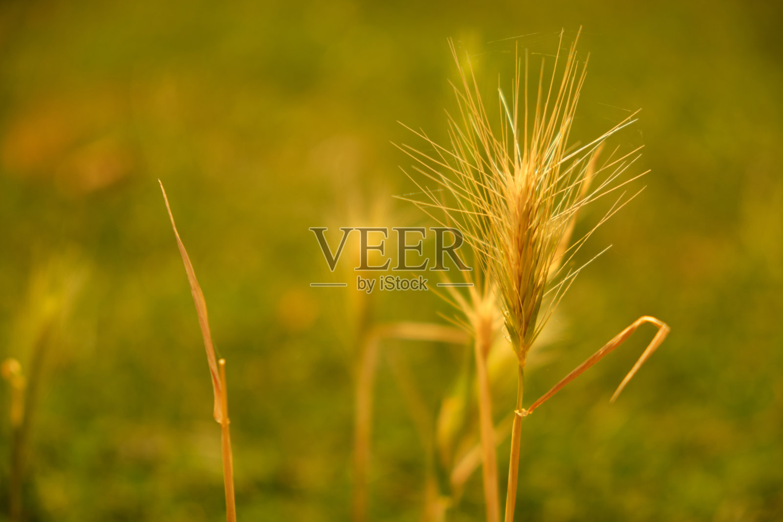 夏日梦幻背景小麦穗照片摄影图片