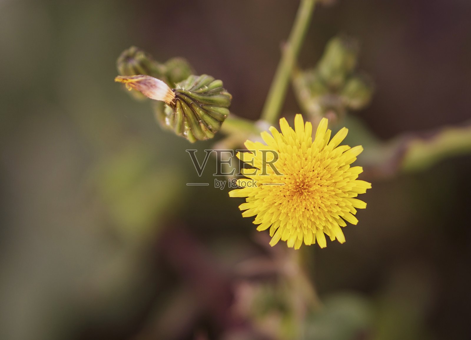 蒲公英照片摄影图片