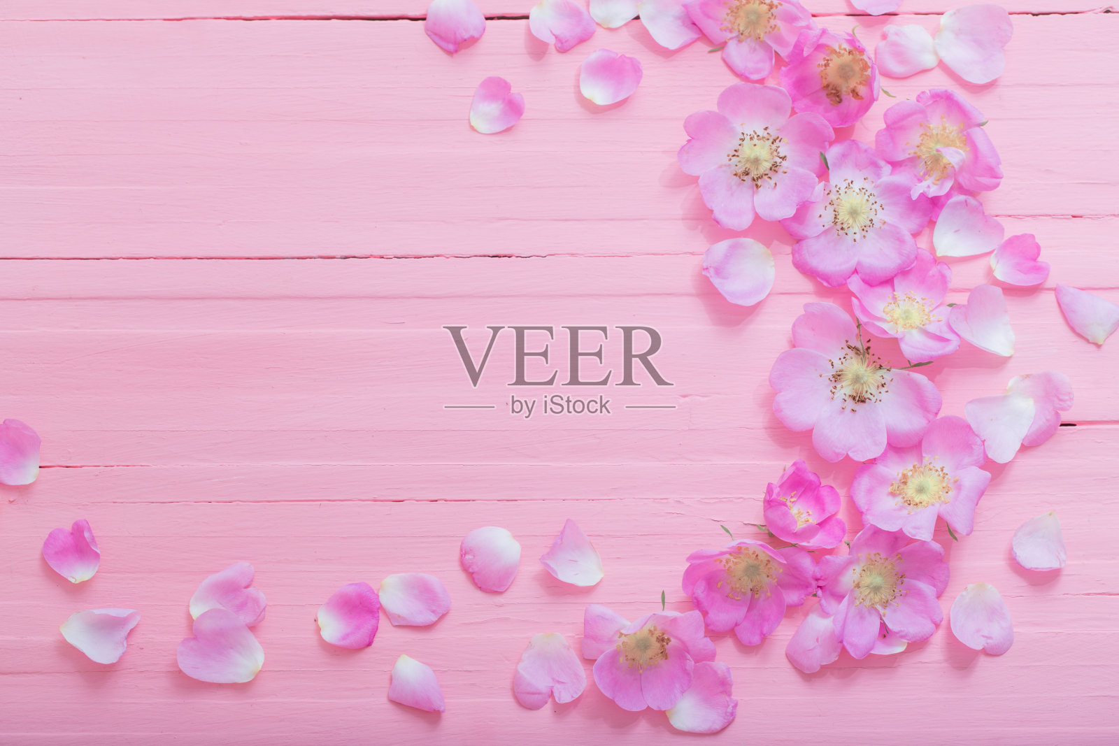 粉红玫瑰的框架在粉红色的木制背景照片摄影图片