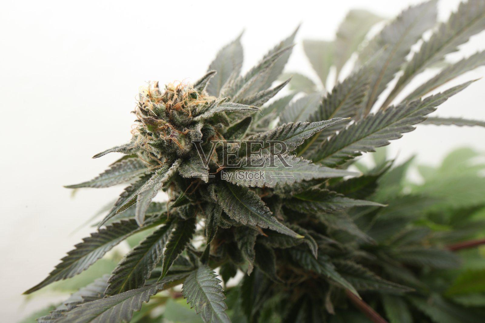 医用大麻种植大麻植物照片摄影图片