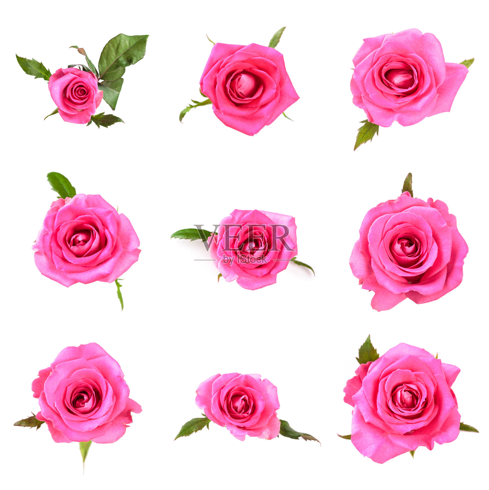 一套粉色玫瑰花。详细的修整照片摄影图片