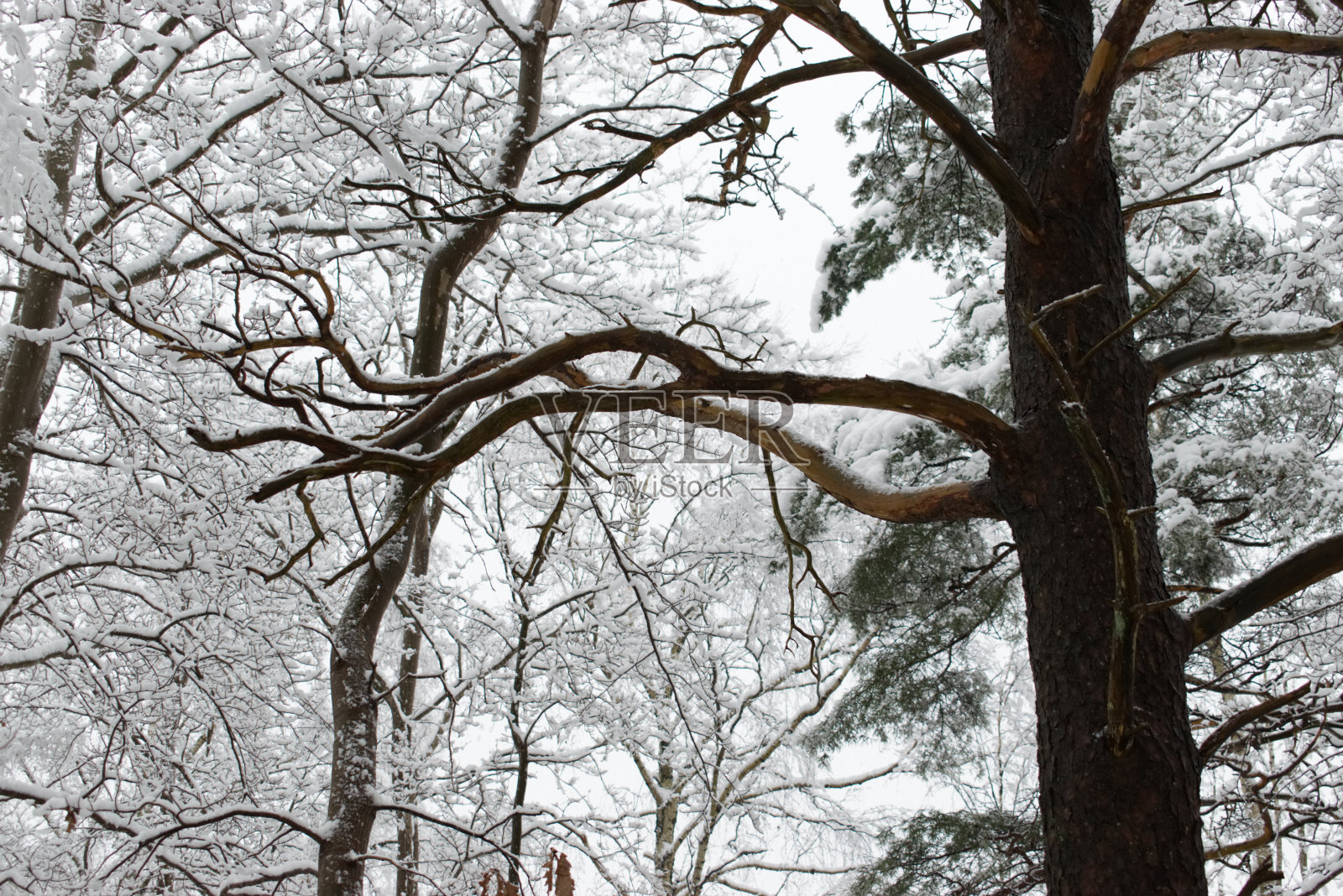 森林大雪照片摄影图片