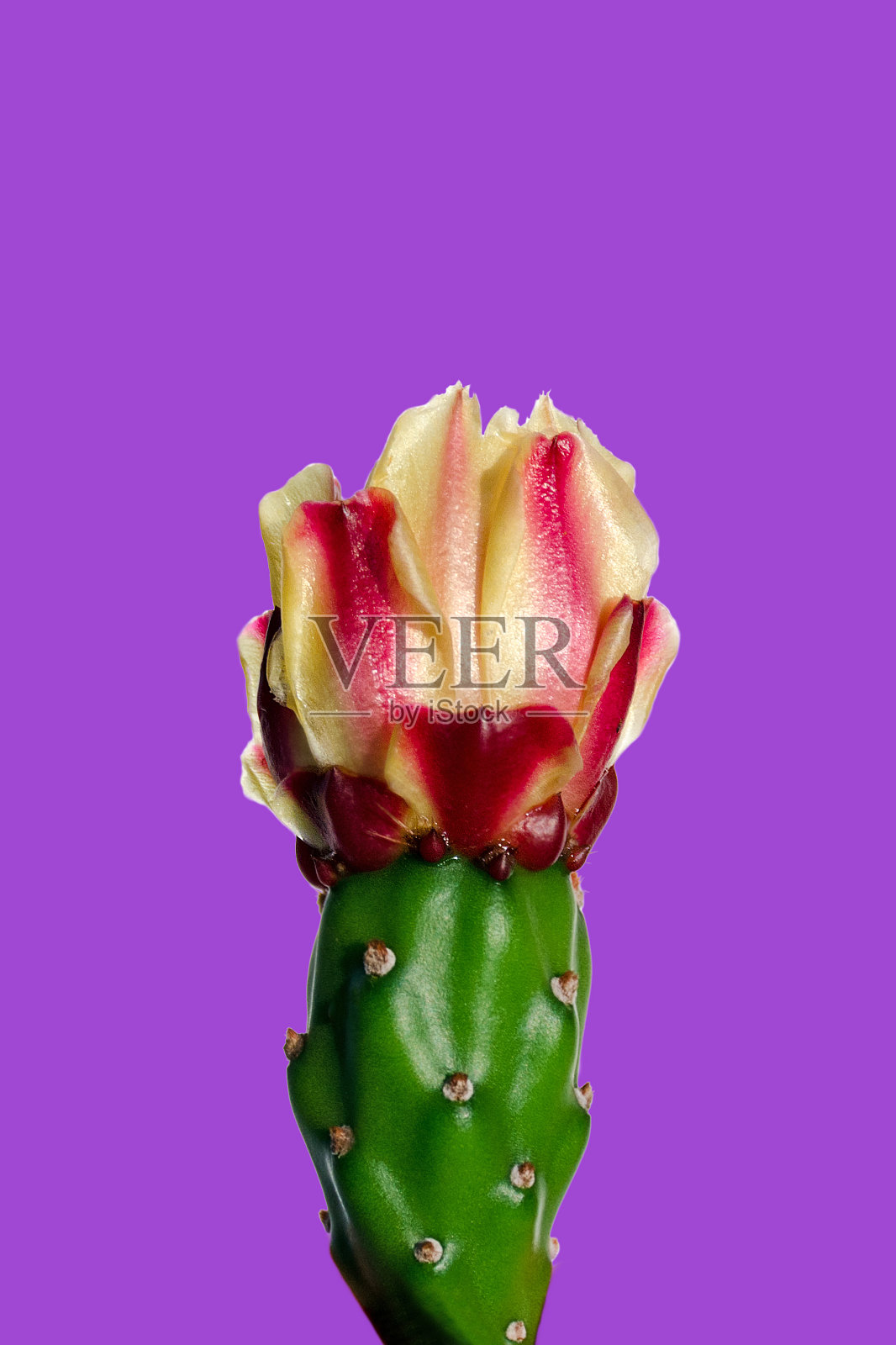 孤立在丁香背景上的带刺的梨花。照片摄影图片