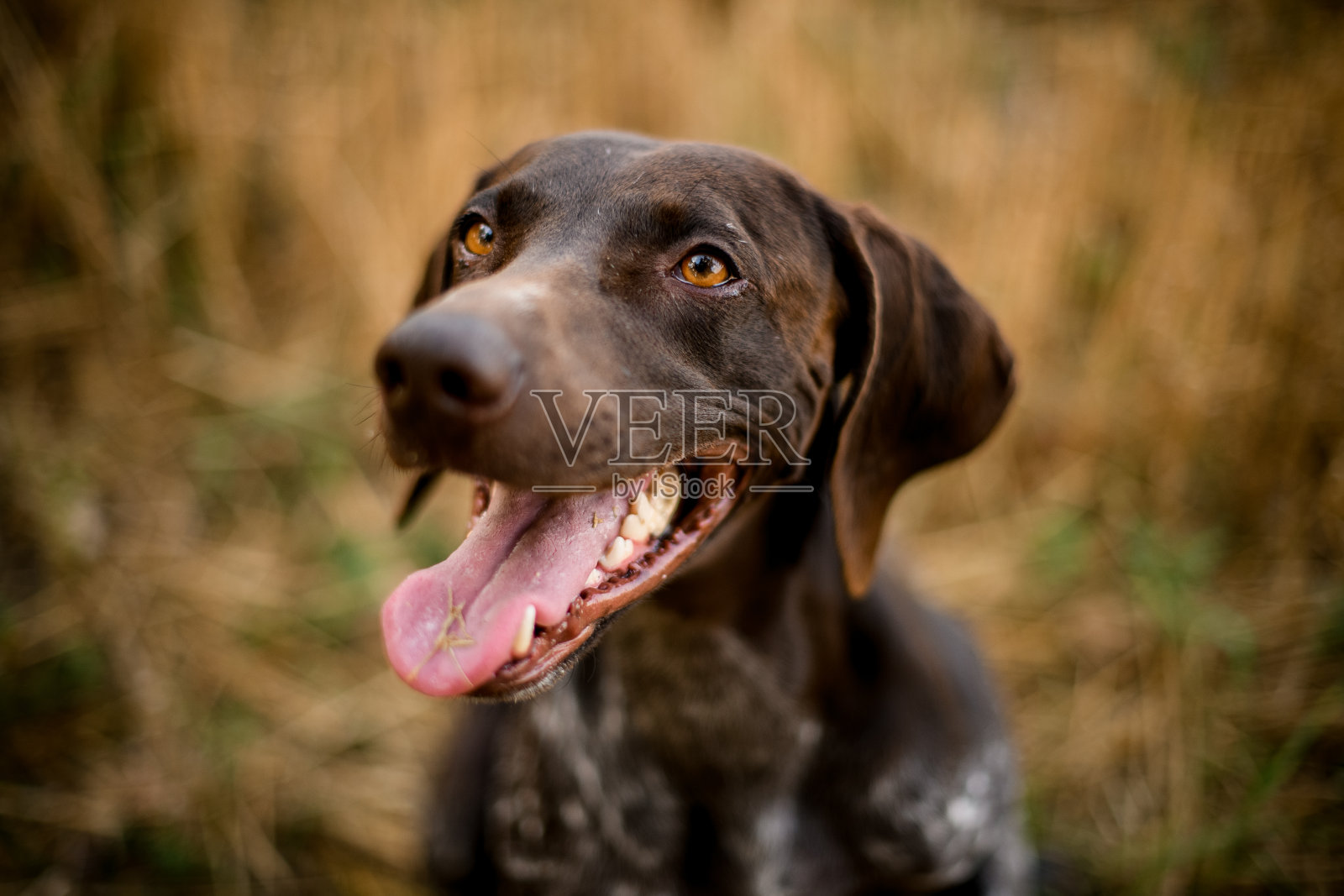 快乐的棕色狗坐在小路上的干草上，张着嘴，抬头望着田野照片摄影图片