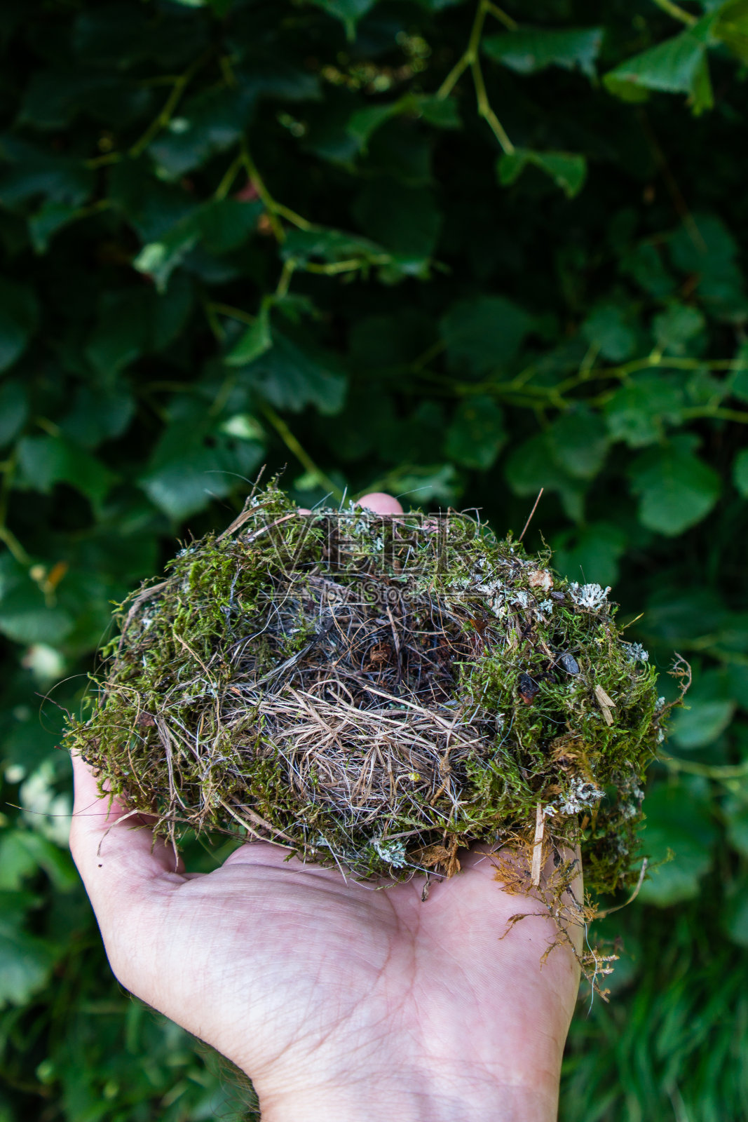 掌上的小鸟巢映衬着绿色的植被照片摄影图片