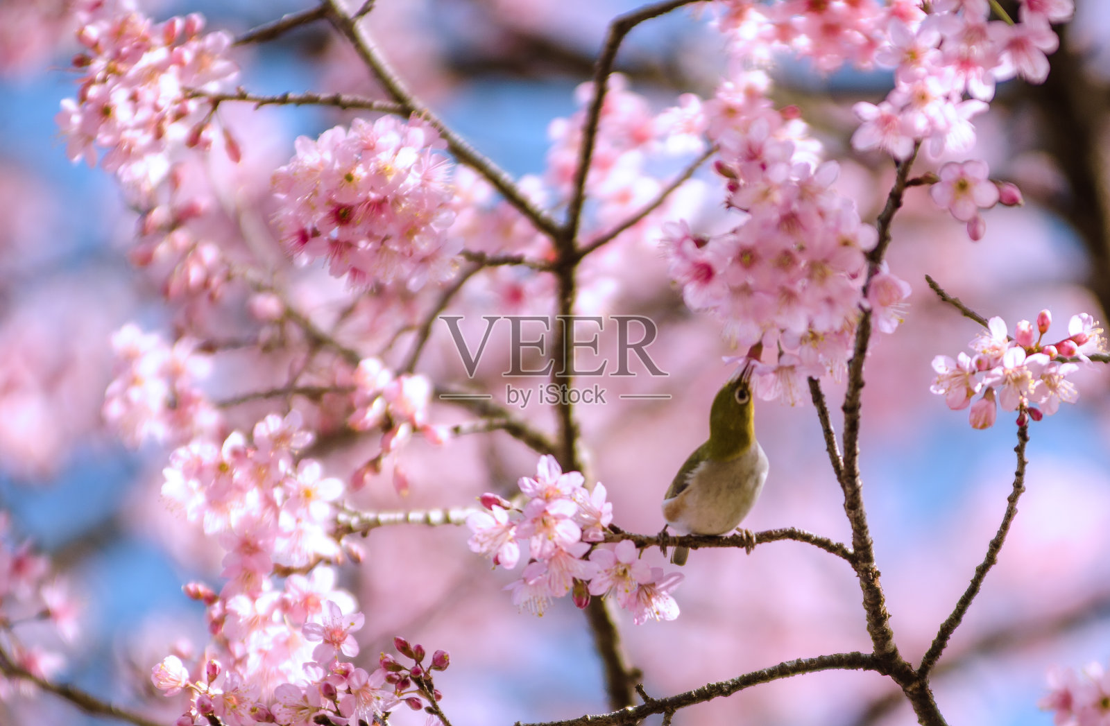 樱花盛开的照片摄影图片