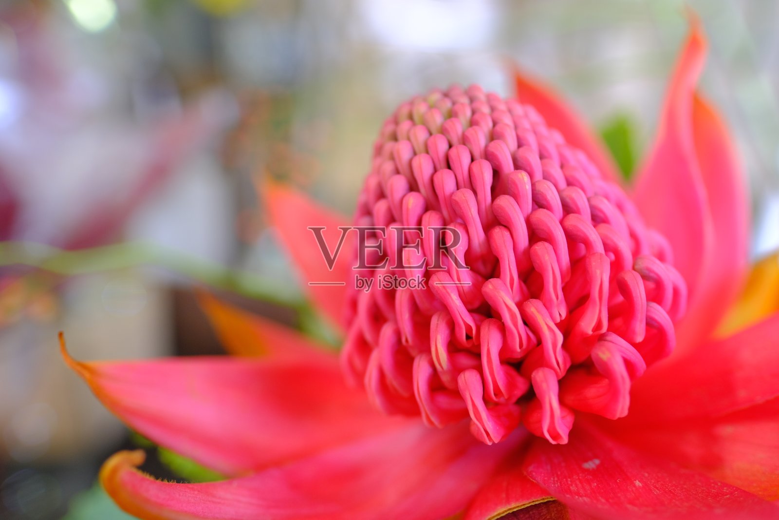 宏观上特别可爱的红色花朵盛开照片摄影图片