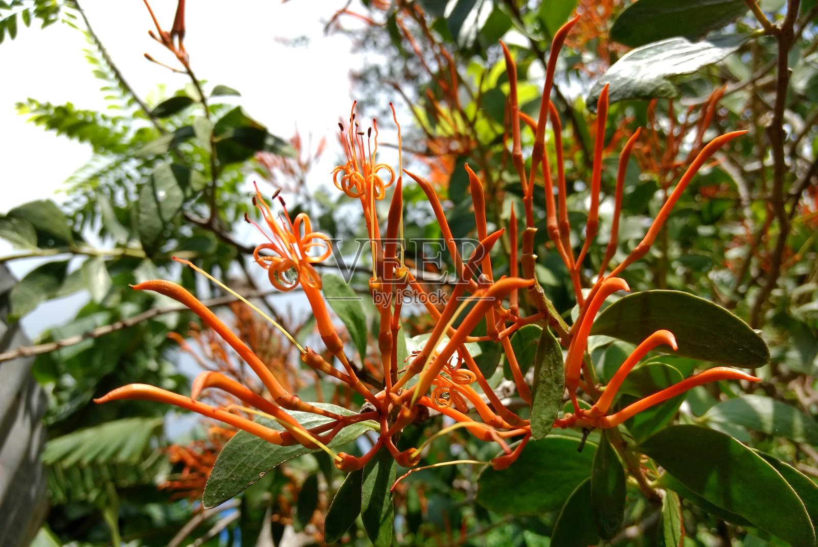 阳光明媚的橙色兰花花瓣。自然概念照片摄影图片