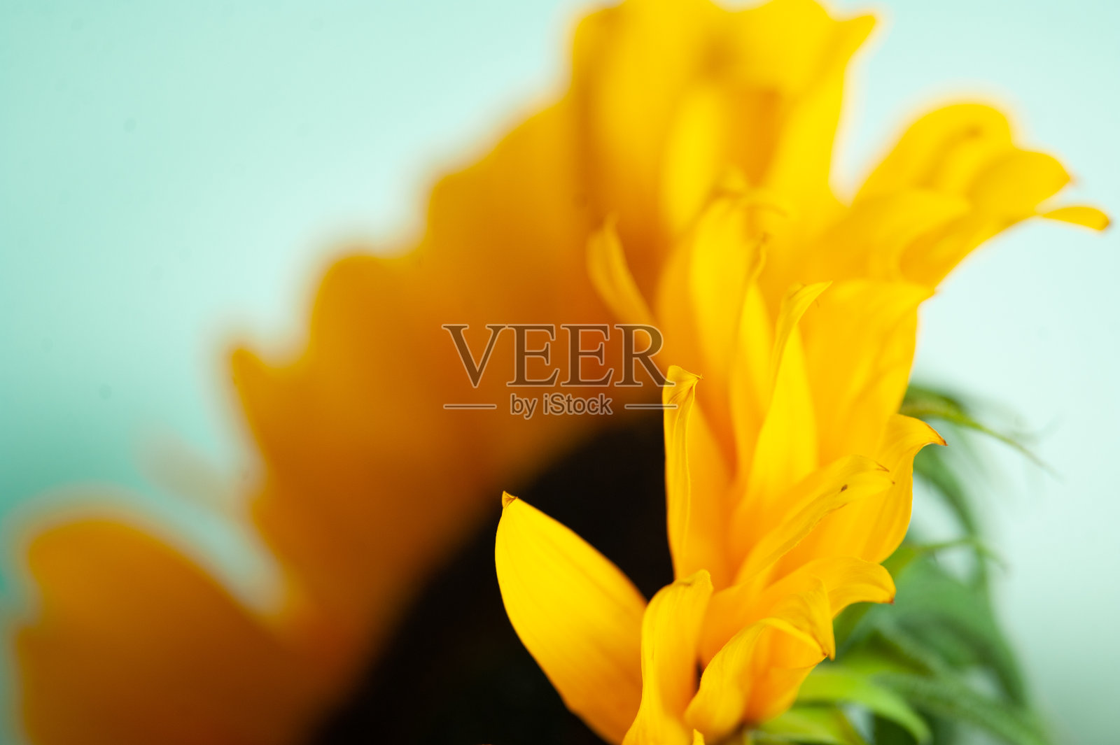 向日葵孤立在蓝色背景细节照片摄影图片