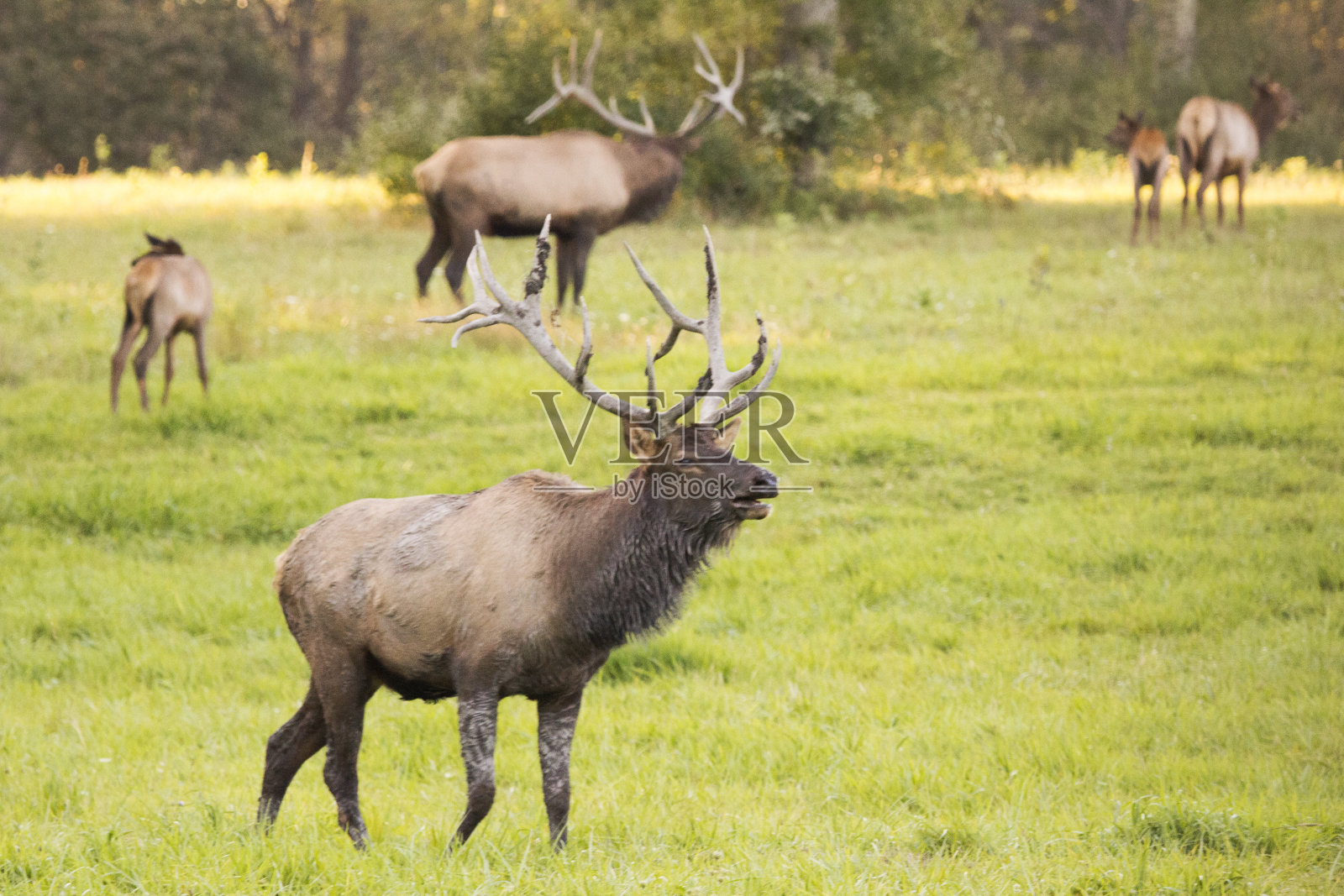 埃尔克牧群照片摄影图片