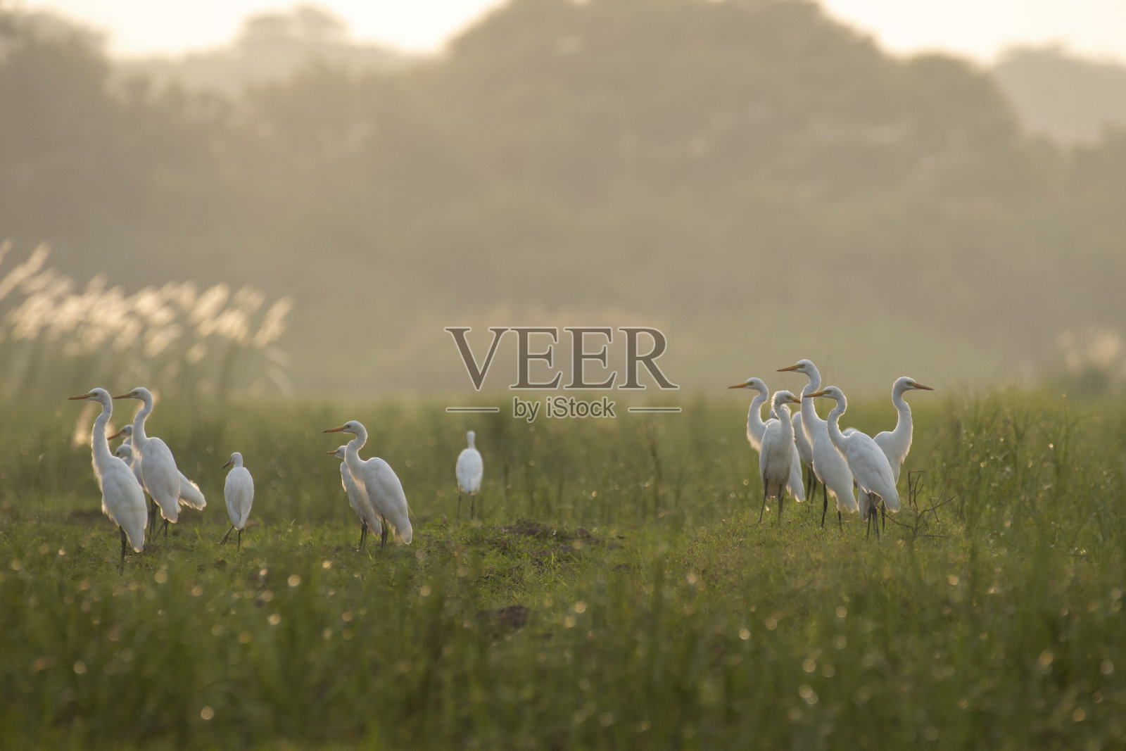 大白鹭在日出捕鱼照片摄影图片