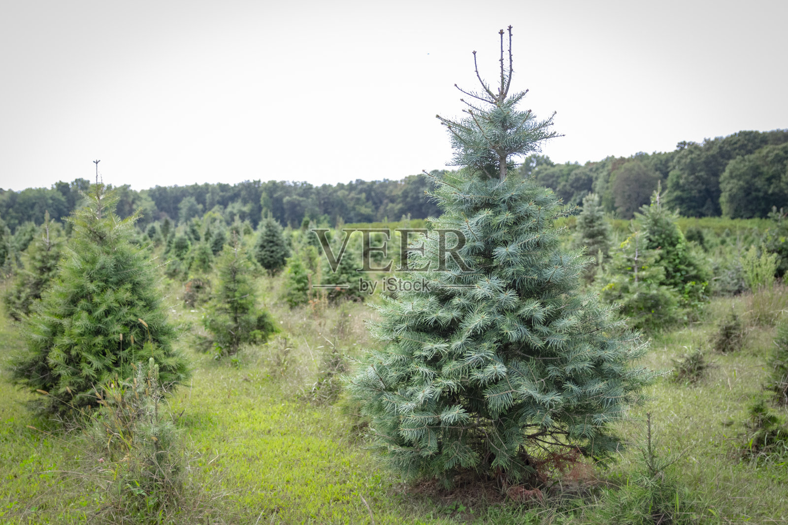 圣诞树农场照片摄影图片