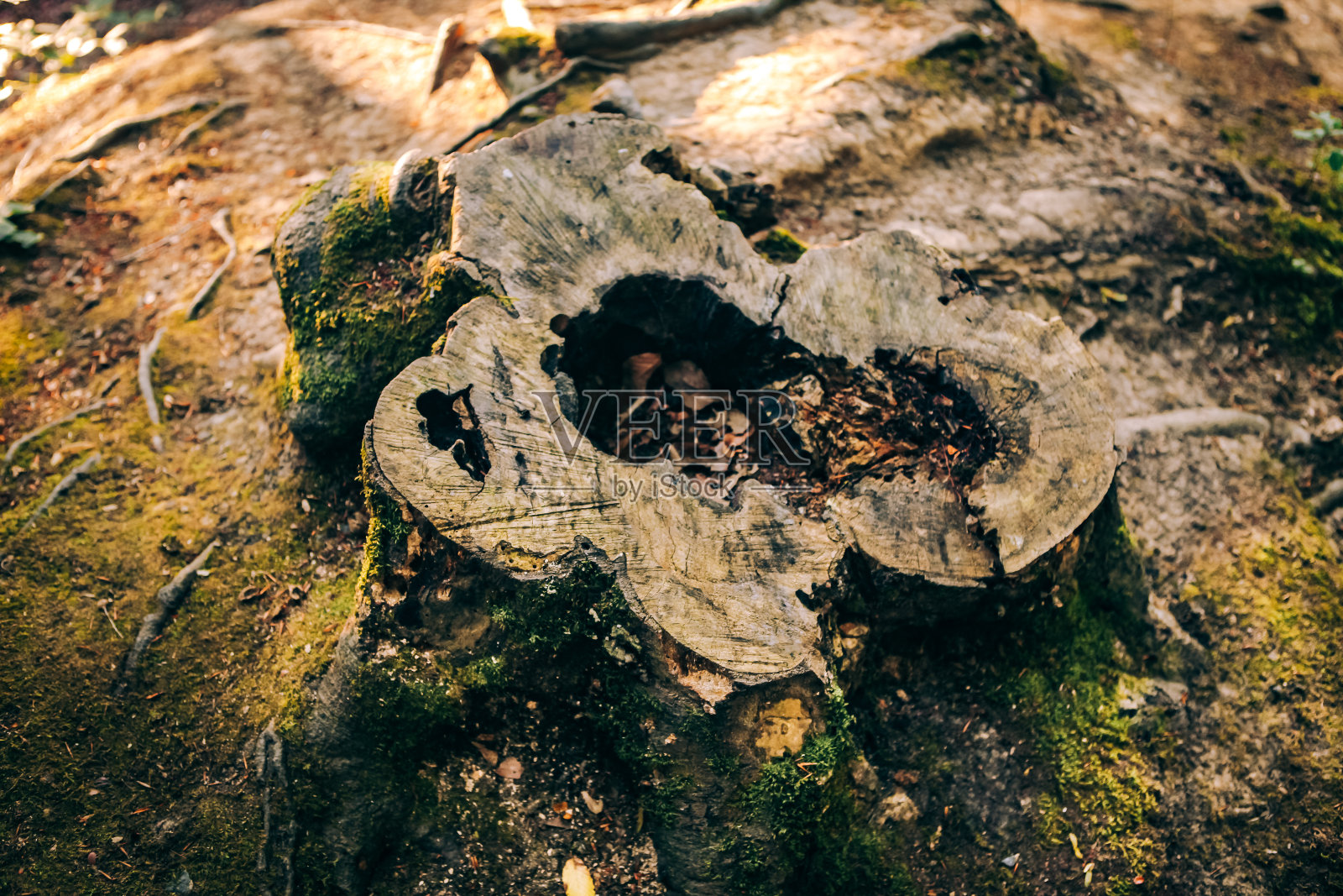 森林里长满苔藓的老树桩照片摄影图片