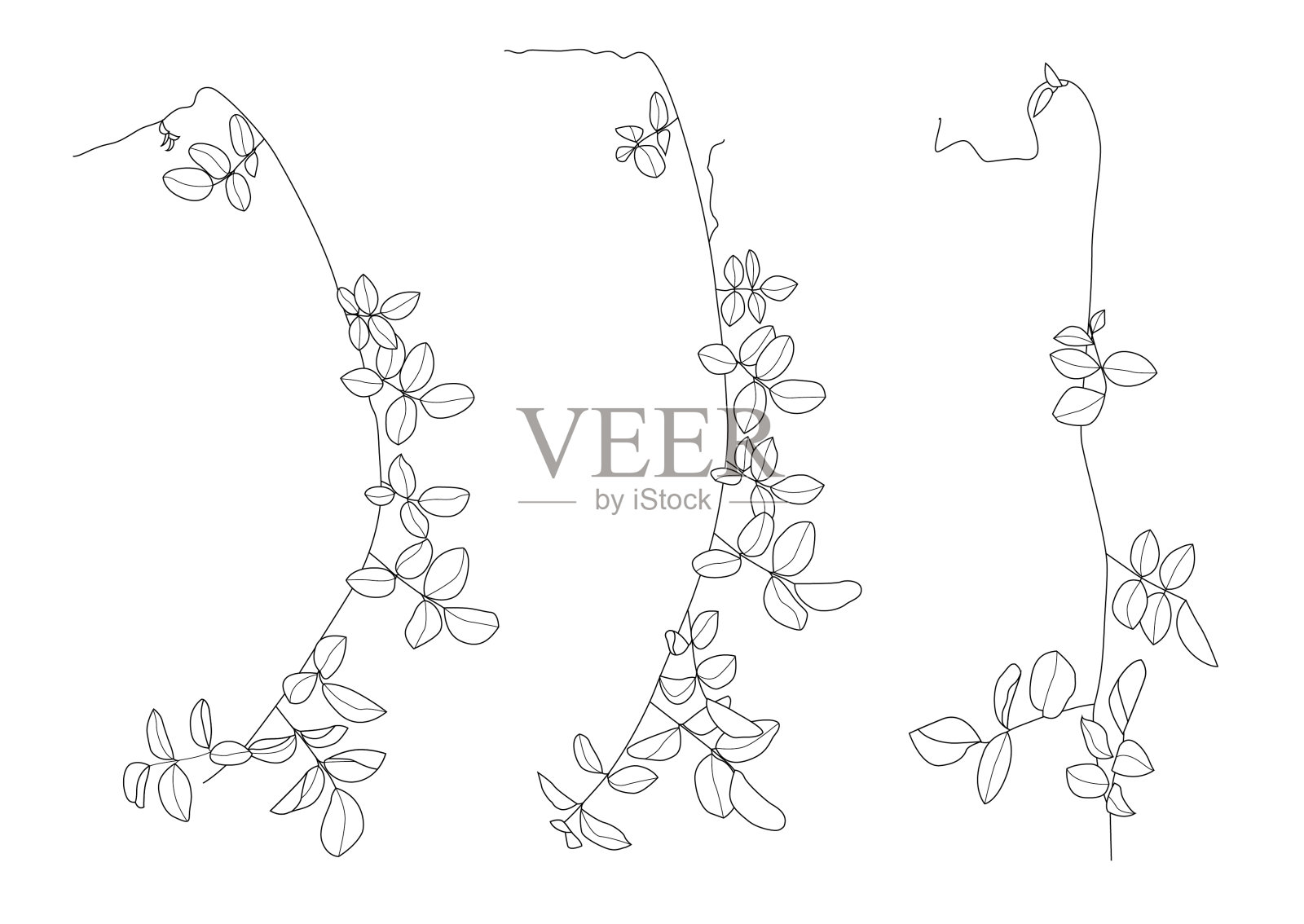 条纹图案的叶子是一束新鲜的白色背景插图向量插画图片素材