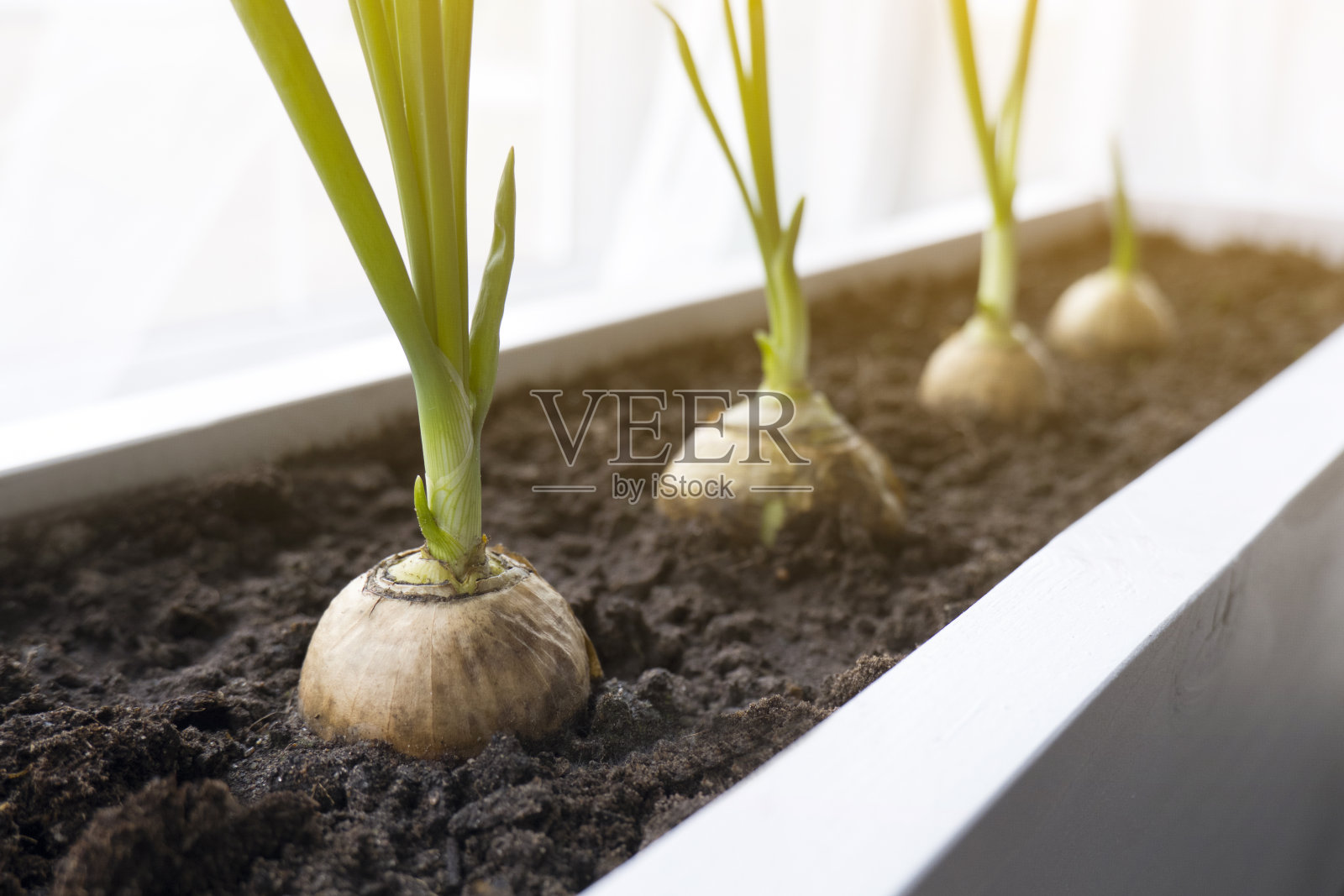 这是在自家花园的花园床上生长的葱芽的特写照片摄影图片