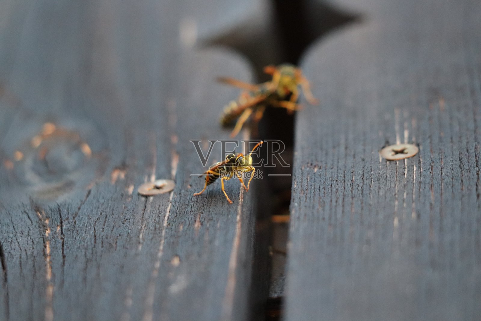 阳台上有三只黄蜂照片摄影图片