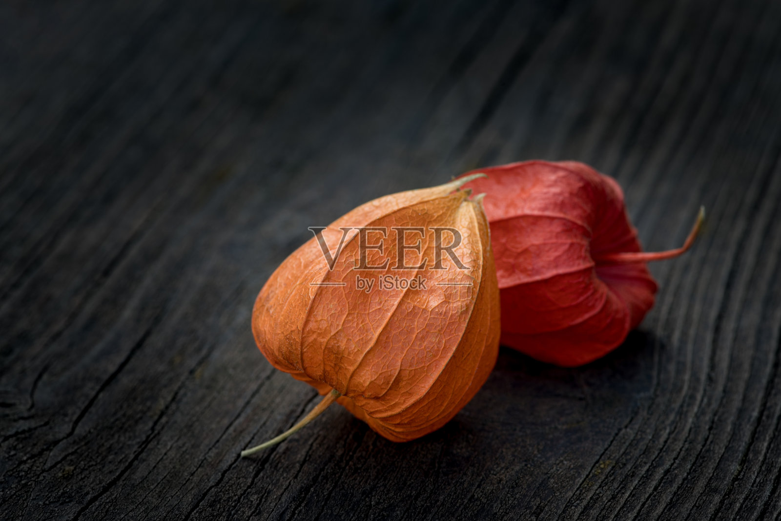 酸浆果壳照片摄影图片