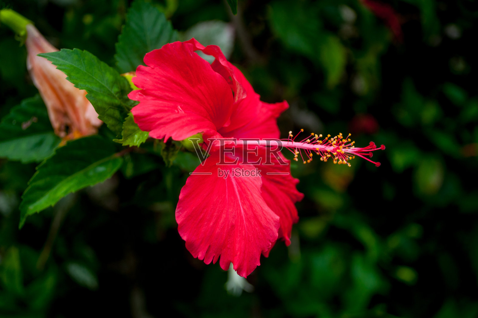夏威夷夏季鲜花盛开照片摄影图片