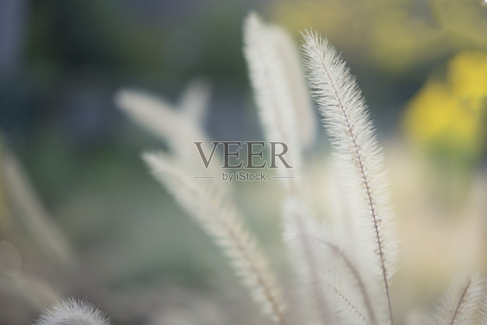 一种杂草叫猫玩照片摄影图片