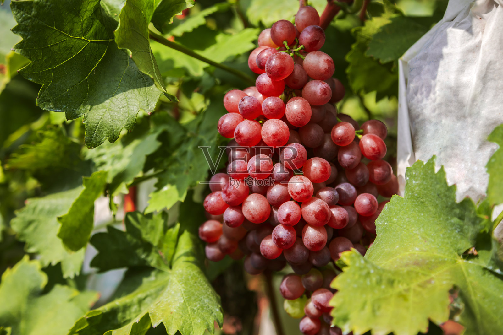 葡萄园里的红葡萄照片摄影图片