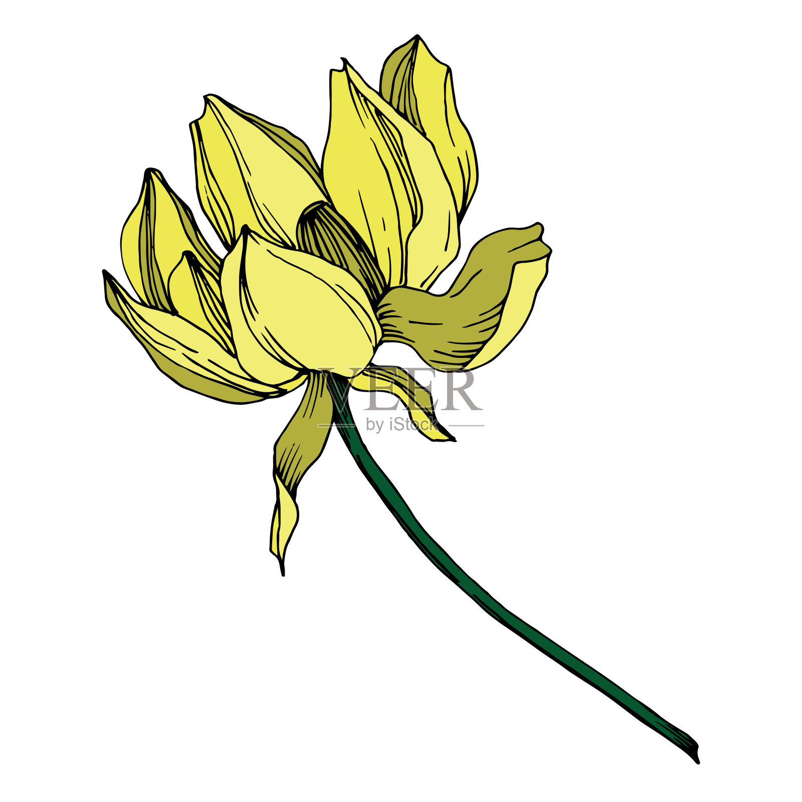 矢莲花属植物花。黑白篆刻水墨艺术。孤立的荷花插图元素。插画图片素材