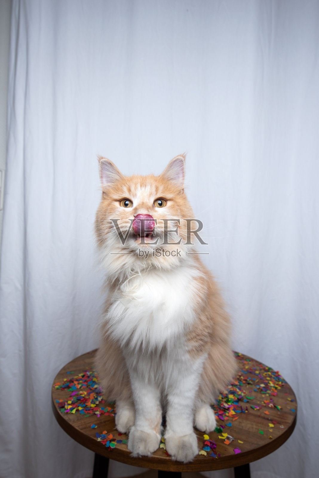 方的猫照片摄影图片