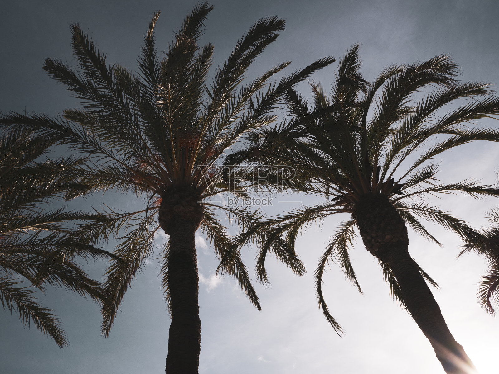 湛蓝天空下的棕榈树。照片摄影图片