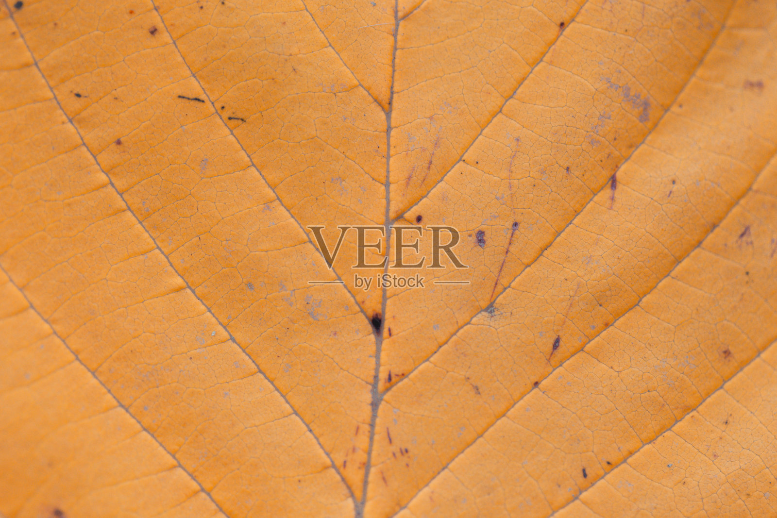 极近距离微距的秋叶与精细的细节照片摄影图片