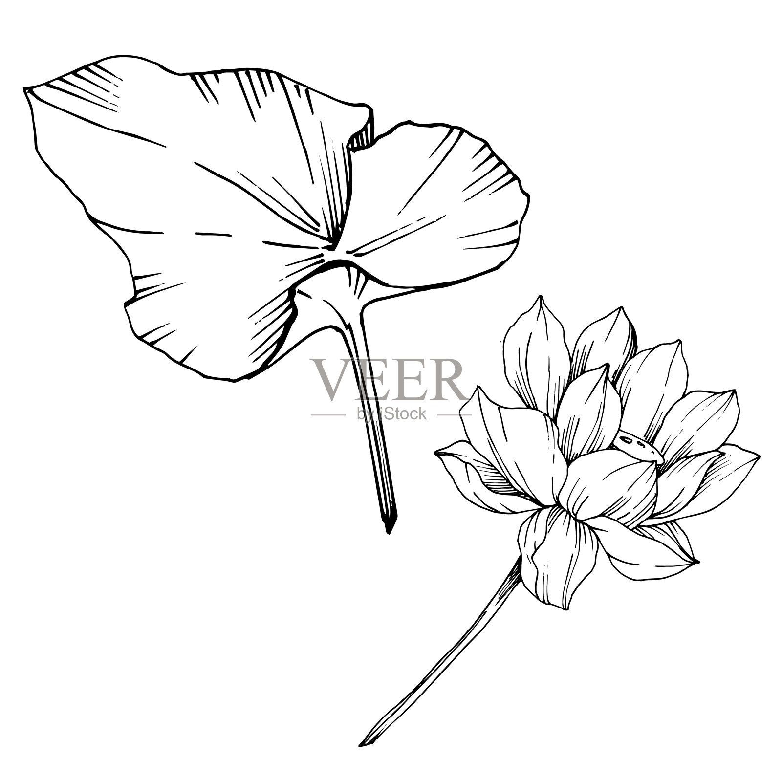 矢莲花属植物花。黑白篆刻水墨艺术。孤立的荷花插图元素。设计元素图片
